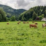 Photo Cattle ranch